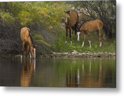 Wildlife Metal Print featuring the photograph Wild Along the River by Sue Cullumber