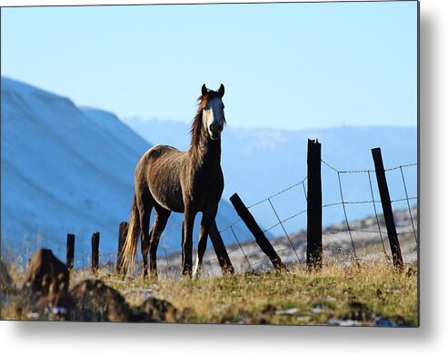 Wild Horse Metal Print featuring the photograph Wild beauty by Lynn Hopwood