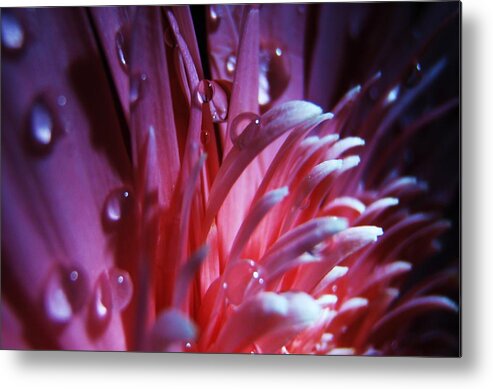 Pink Metal Print featuring the photograph Wild Flower by Sarah Pemberton