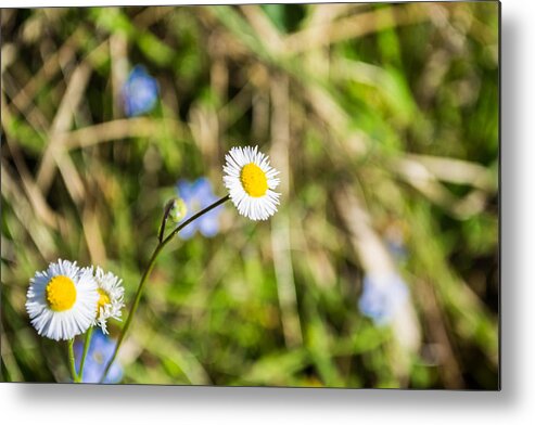Flowers Metal Print featuring the photograph Wild Flowers 1 by Shannon Harrington
