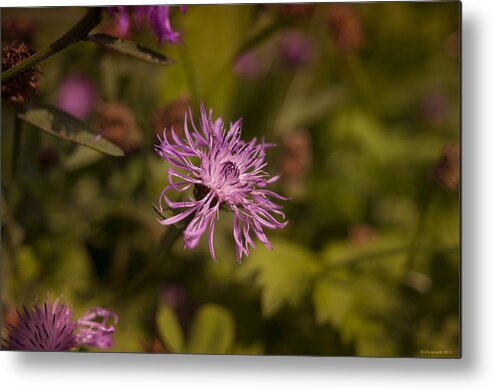 Flowers Metal Print featuring the photograph Wild Flowers by Miguel Winterpacht