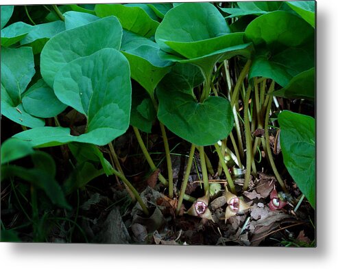 Wild Ginger Metal Print featuring the photograph Wild Ginger or Asarum canadense by Daniel Reed