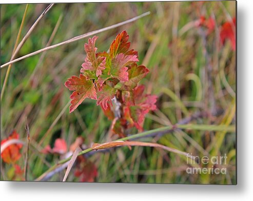 Fall Metal Print featuring the photograph Wild Gooseberry Leaves by Ann E Robson