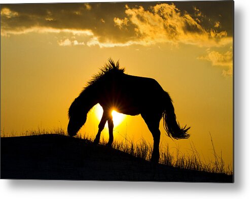 Horse Metal Print featuring the photograph Wild Horse and Setting Sun by Bob Decker