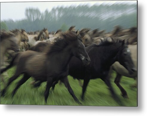 00193562 Metal Print featuring the photograph Wild Horse Equus Caballus Herd by Konrad Wothe