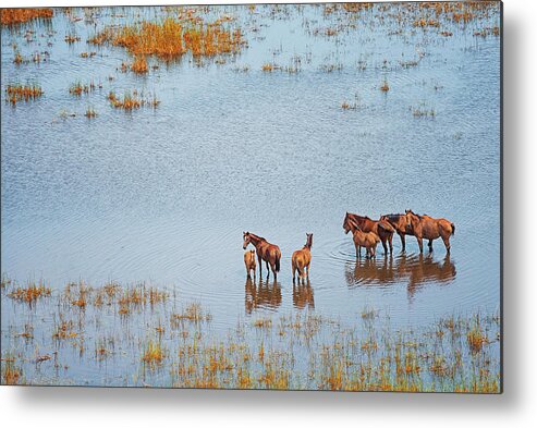 Horse Metal Print featuring the photograph Wild Horses In A Wet Field, Broome by Laurenepbath