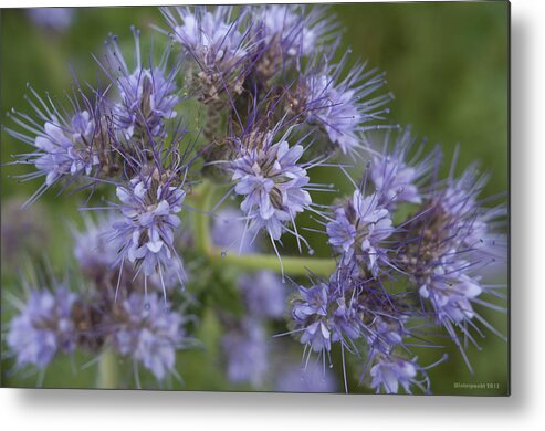 Flower Metal Print featuring the photograph Wild Lavender by Miguel Winterpacht