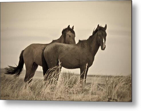 Horses Metal Print featuring the photograph Wild Mustangs of New Mexico 3 by Catherine Sobredo