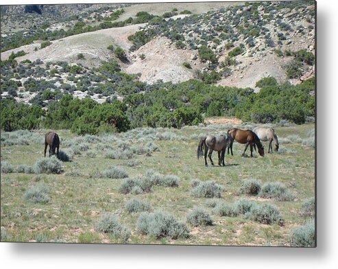 Wildlife Metal Print featuring the photograph Wild Mustangs by Susan Woodward