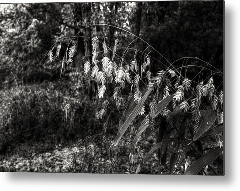Wild Oats Sown Metal Print featuring the digital art Wild Oats Sown by William Fields