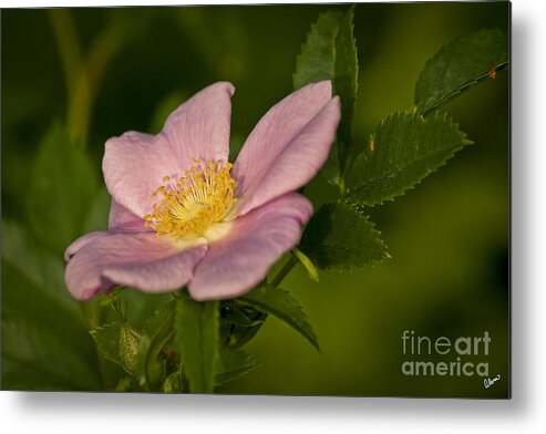 Rose Metal Print featuring the photograph Wild Rose by Alana Ranney