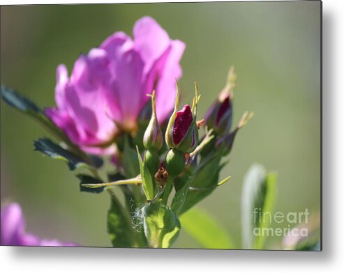 Wild Rose Metal Print featuring the photograph Wild Rose by Ann E Robson