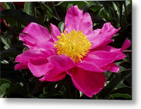 Rose Flower Metal Print featuring the photograph Wild Rose by John Dart