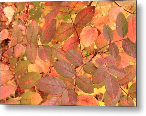 Roses Metal Print featuring the photograph Wild Rose leaves in autumn by Jim Sauchyn