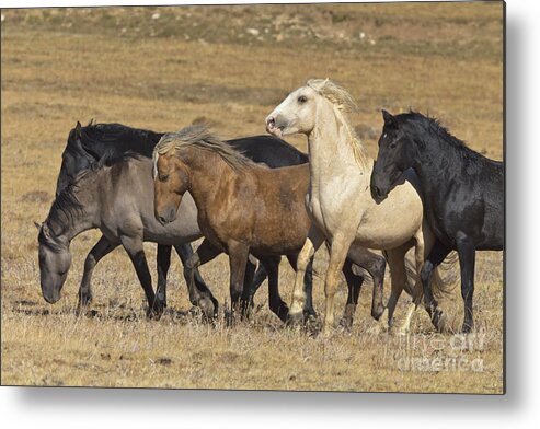 00537206 Metal Print featuring the photograph Wild Stallion Herd Pryor Mountain by Yva Momatiuk and John Eastcott