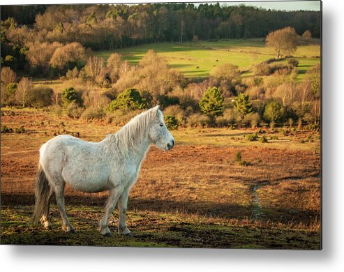 Horse Metal Print featuring the photograph Wild White Mare In Field, New Forest by Li Kim Goh