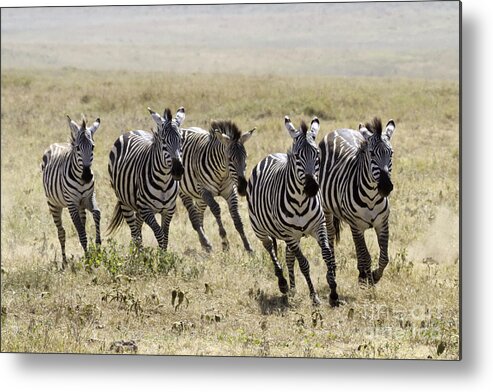 Zebra Metal Print featuring the photograph Wild Zebras Running by Chris Scroggins