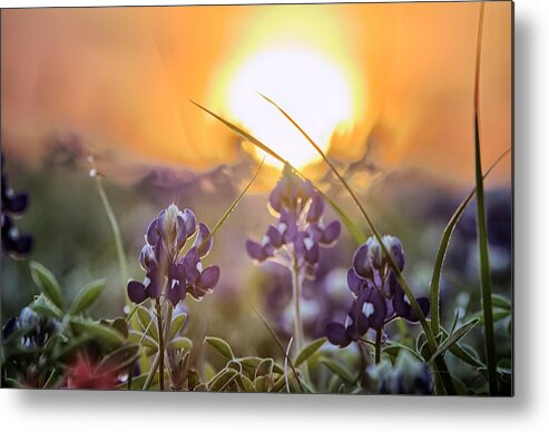Bluebonnet Metal Print featuring the photograph Wildflower Glow by Chris Multop