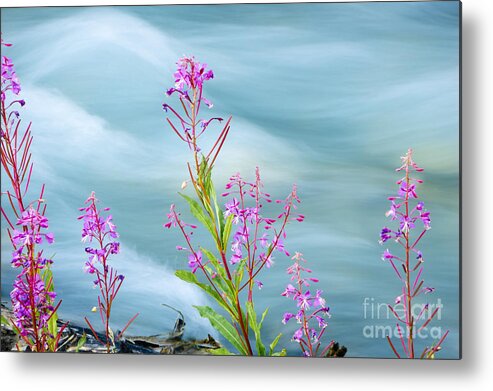 Alberta Metal Print featuring the photograph Wildflowers along glacial stream by Oscar Gutierrez