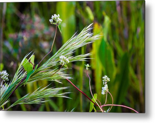 Wild Flowers Metal Print featuring the photograph Wildflowers and Grasses by Ed Gleichman