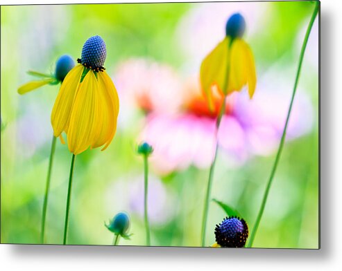 Flowers Metal Print featuring the photograph Wildflowers by Ben Graham