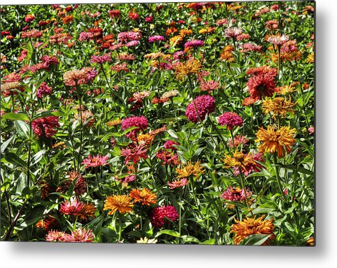 Flowers Metal Print featuring the photograph Wildflowers by Dawn J Benko