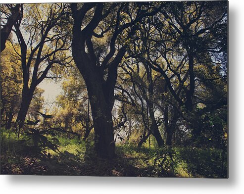 Dry Creek Hills Regional Park Metal Print featuring the photograph Wildly and Desperately My Arms Reached Out to You by Laurie Search