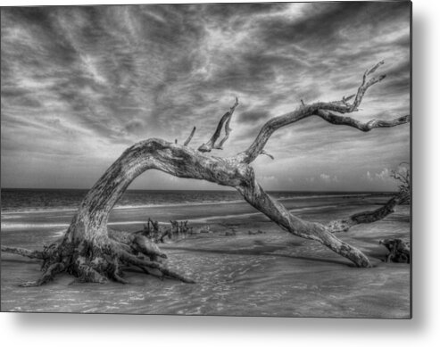 Jekyll Island Metal Print featuring the photograph Wind Bent Driftwood Black and White by Greg and Chrystal Mimbs