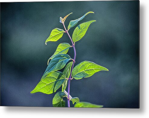 Leaves Metal Print featuring the photograph Winding Leaves by Ross Powell