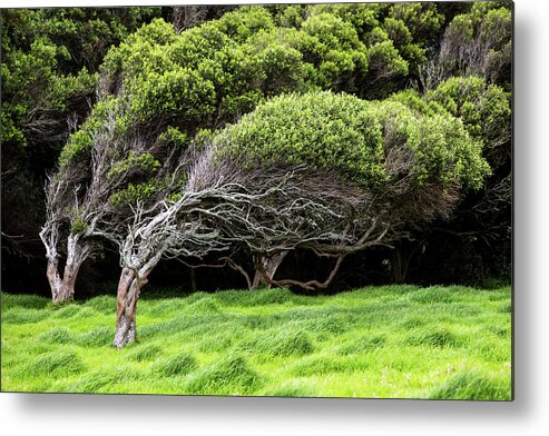 Tranquility Metal Print featuring the photograph Windswept Trees by Oliver Strewe