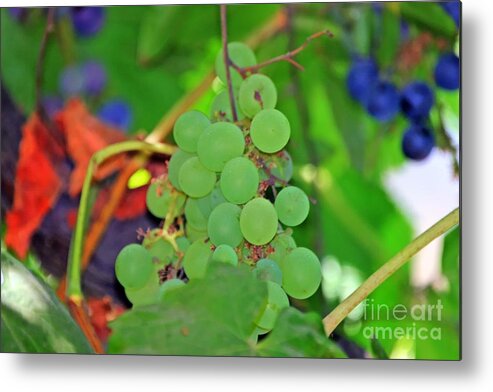 White Metal Print featuring the photograph Wine Beginnings by Tap On Photo