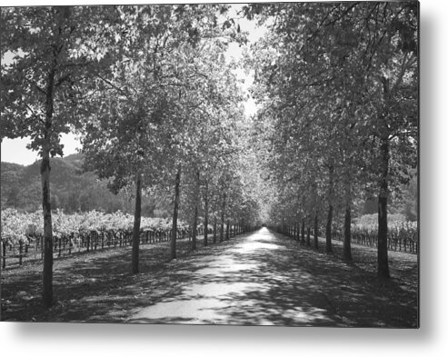 Black And White Metal Print featuring the photograph Wine Country Napa black and white by Suzanne Gaff