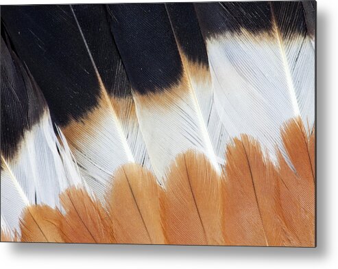 Black Metal Print featuring the photograph Wing Fanned Out On Northern Lapwing by Darrell Gulin