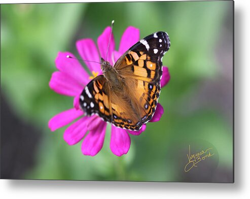  Metal Print featuring the photograph Winged Beauty by Virginia Bond