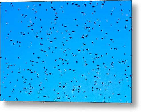 Animals Metal Print featuring the photograph Bird Wings by Ann Murphy
