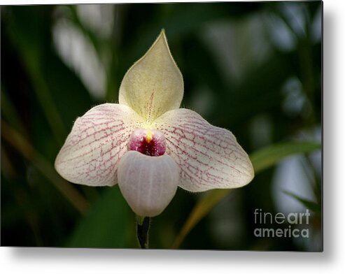 Orchid Metal Print featuring the photograph Wings Of A Angel by Living Color Photography Lorraine Lynch