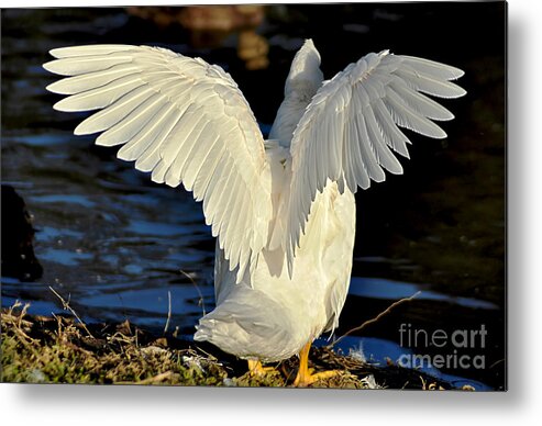 Photography Metal Print featuring the photograph Wings of a White Duck by Kaye Menner