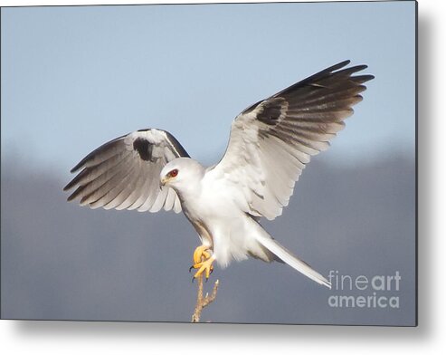 Animal Metal Print featuring the photograph Wingspan by Alice Cahill