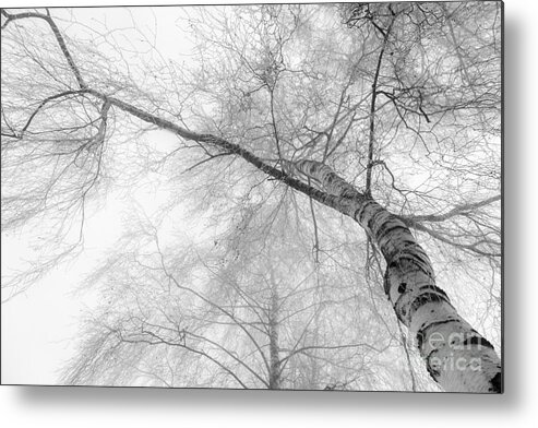 Birch Metal Print featuring the photograph Winter Birch - Bw by Hannes Cmarits