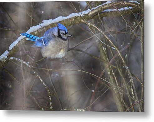 Algonquin Park Metal Print featuring the photograph Winter Blue Jay by Gary Hall