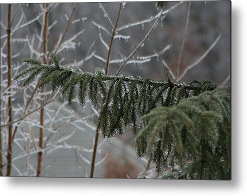 Cold Metal Print featuring the photograph Winter Branches by Anita Parker