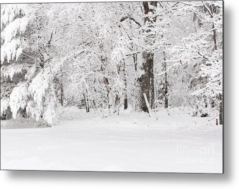 Winter Wonderland Metal Print featuring the photograph Winter Canvas by Gwen Gibson