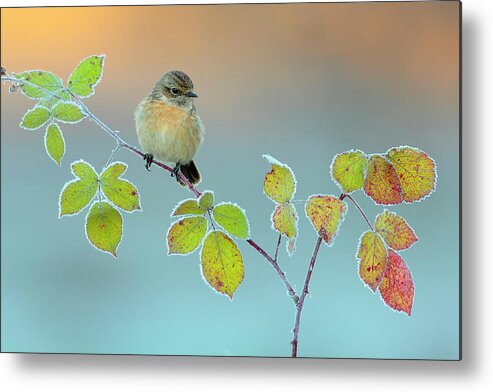 Stonechat Metal Print featuring the photograph Winter Colors by Andres Miguel Dominguez