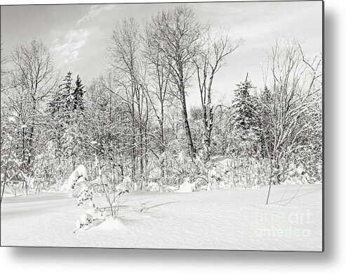 Winter Metal Print featuring the photograph Winter forest landscape by Elena Elisseeva