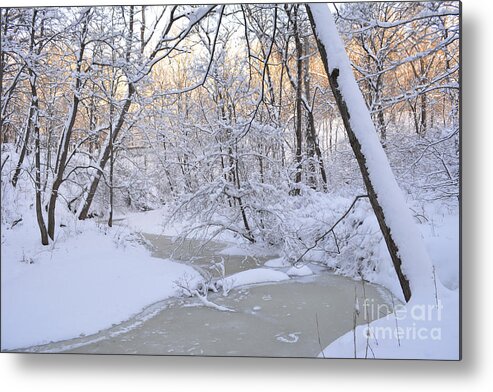 Snow Metal Print featuring the photograph Winter Glow by Forest Floor Photography