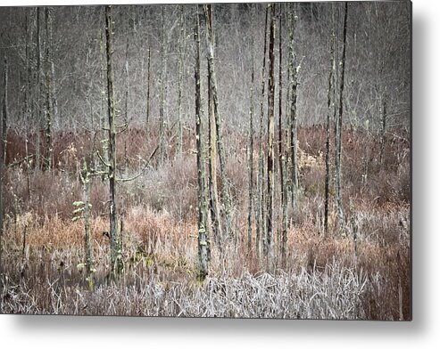 Forest Metal Print featuring the photograph Winter Marsh by Ronda Broatch