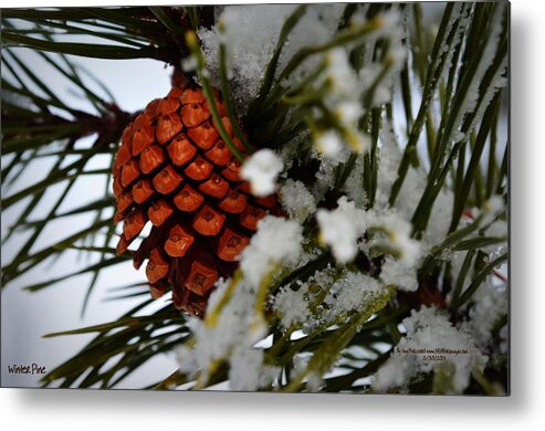 Pine.winter Metal Print featuring the photograph Winter Pine by Guy Hoffman