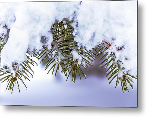Pine Tree Metal Print featuring the pyrography Winter Pine by Rick Bartrand