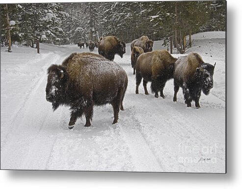 Buffalo Metal Print featuring the photograph Winter Procession-Signed by J L Woody Wooden