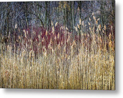 Reed Metal Print featuring the photograph Winter reeds and forest by Elena Elisseeva